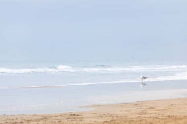 Bulutlu bir kış gününde sahilde martı 