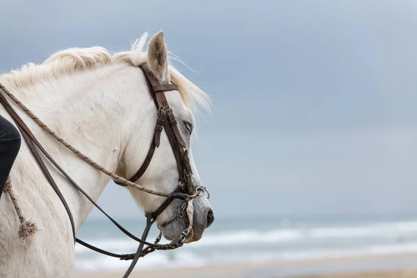 Głowa Białego Konia Plaży Pochmurny Dzień — Zdjęcie stockowe