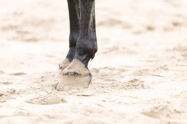 Kumsalda siyah at bacakları