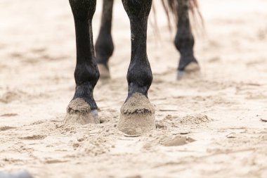 Kumsalda siyah at bacakları