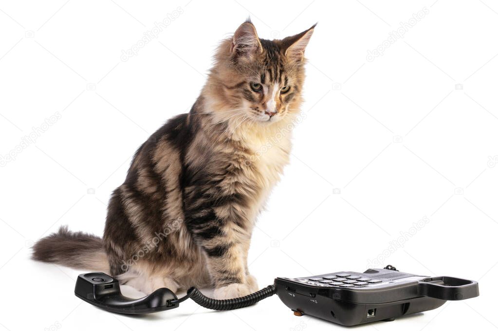 Young Maine coon with phone on a white background