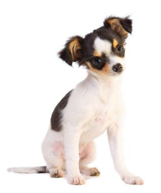 Genç bir chihuahua karının arka planında oturuyor.