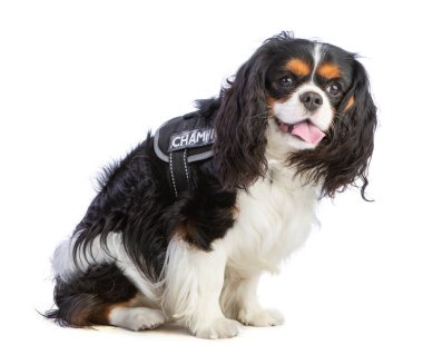 Beyaz arka planda koşum takımı olan Şövalye Kral Charles Spaniel