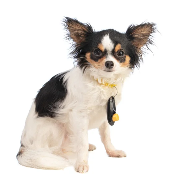 Chihuahua Siedzi Klikaczem Szyi Białym Tle — Zdjęcie stockowe
