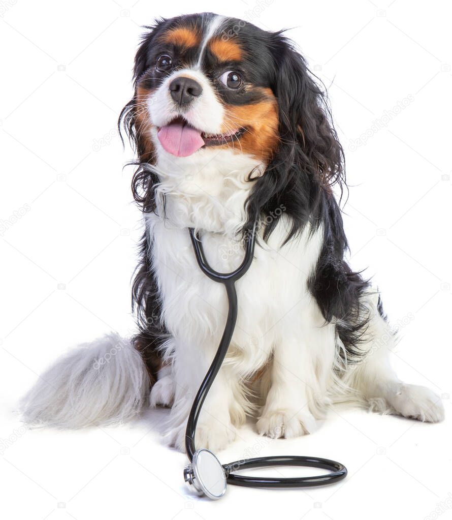 Cavalier king Charles spaniel sitting with stethoscope on white background