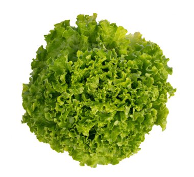 Beyaz arka planda taze batavya salatası
