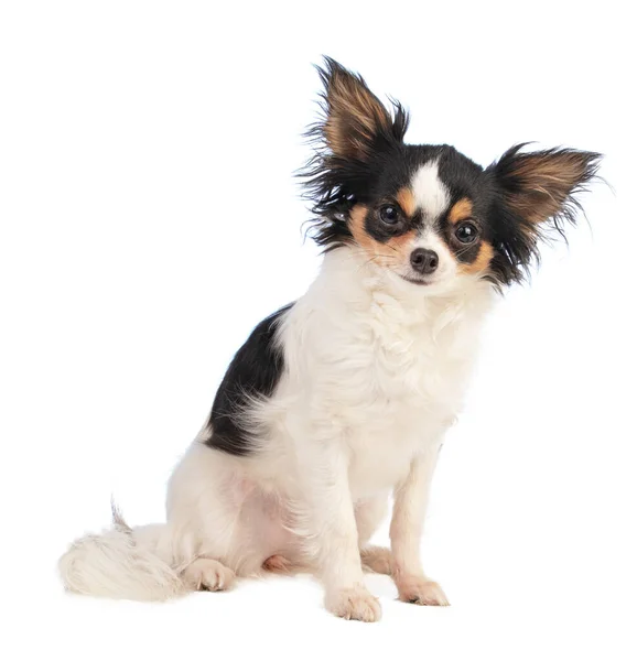 Chihuahua Olhando Frente Sentado Sobre Fundo Branco — Fotografia de Stock