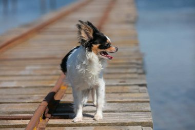 Vahşi doğada bir balıkçının dubası üzerinde chihuahua