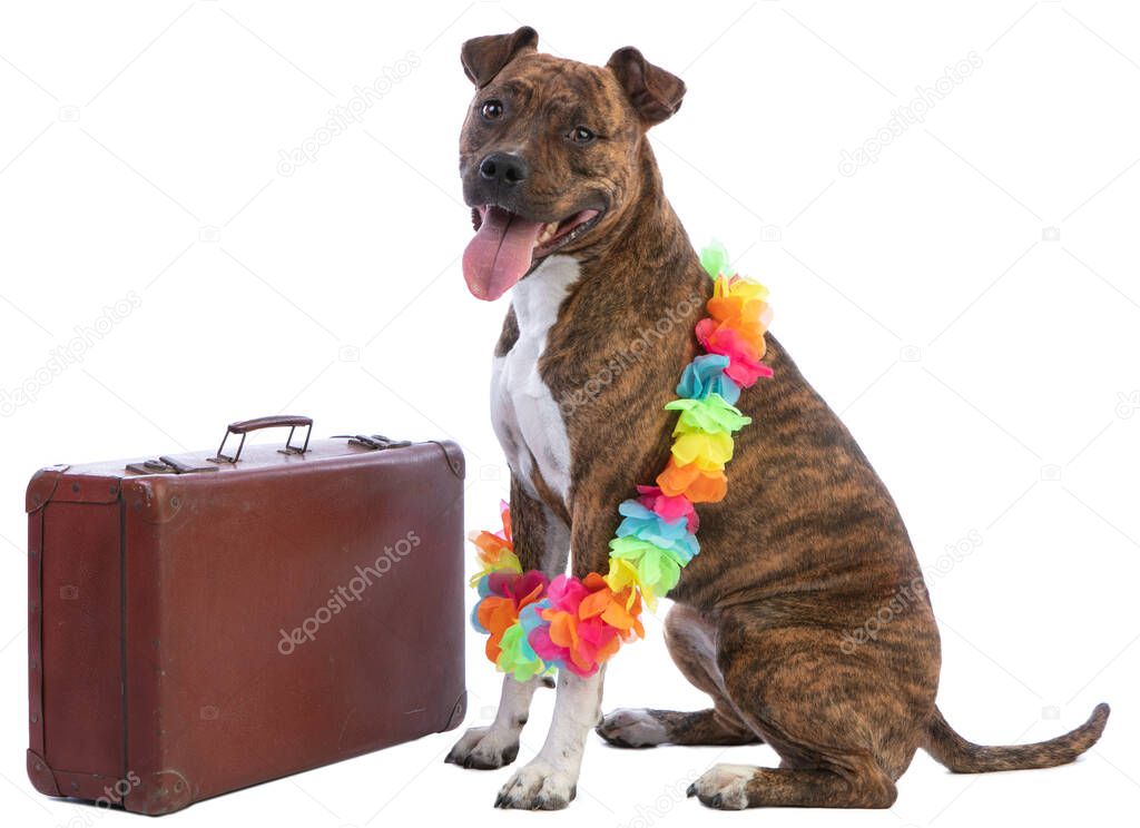 American staffordshire terrier with a suitcase and a necklace of flowers on white background