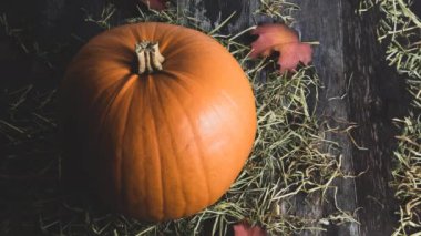 Büyük kırsal dekoratif portakal kabağı kırsal ahşap arka planda kırsal saman ve sonbahar yaprakları şükran günü veya cadılar bayramı için bayram dekoru olarak kullanılıyor.