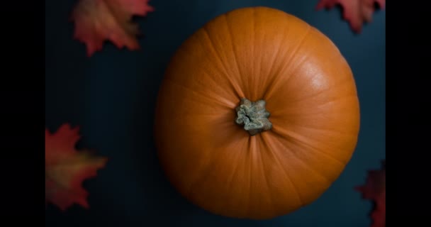 Vue de dessus de la grande citrouille orange décorative sur fond bleu foncé moderne propre avec un feuillage d'automne rouge ajouté et des noix comme décor de vacances festives pour l'Action de grâces ou Halloween — Video