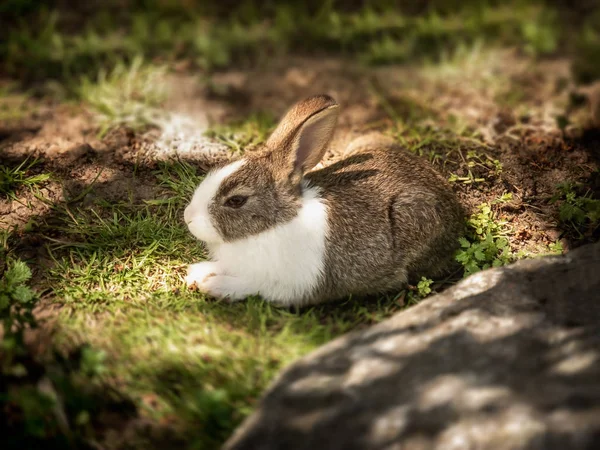 Mignon et poilu petit jeune lapin animal de compagnie en bonne santé couché dans l'herbe verte fraîche naturelle et le sol à l'extérieur dans la campagne jardin de la ferme heureux relaxant dans la chaleur du soleil d'été — Photo