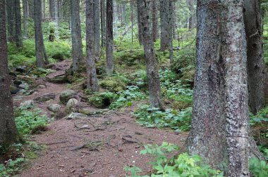 Doğa Tatras Slovakya