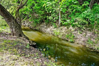 arka plan olarak uygun gölde yeşil orman