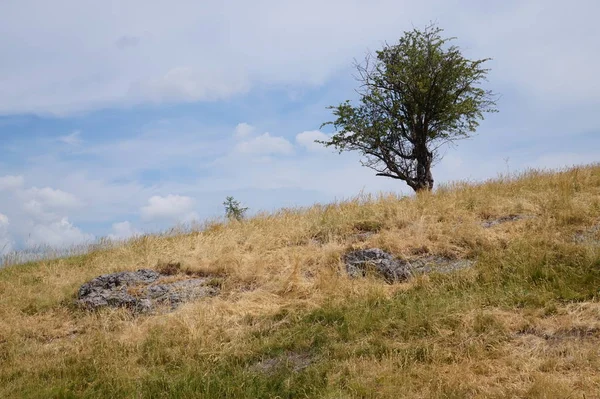 Hintergrund Natur Foto — Stockfoto