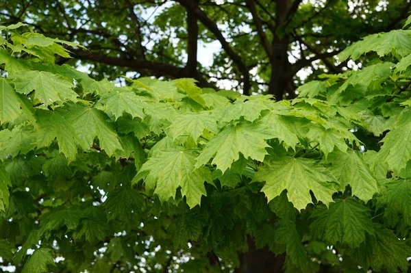 doğa yaprak arka plan