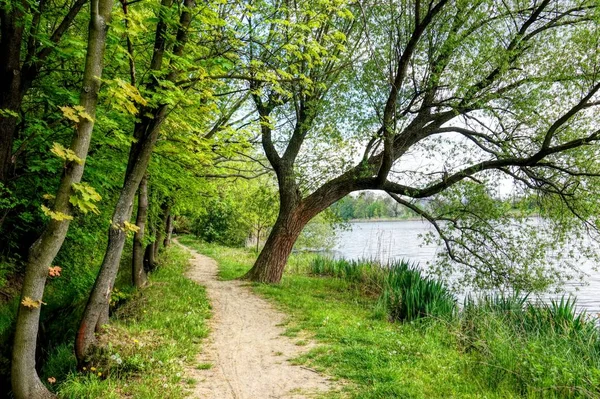 arka plan olarak uygun gölde yeşil orman