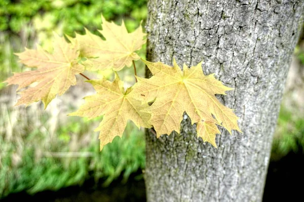 soyut olarak yeşil yaprakları üzerinden arka plan