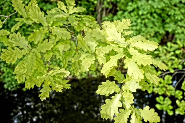 Sfondo astratto da foglie verdi come astratto — Foto Stock