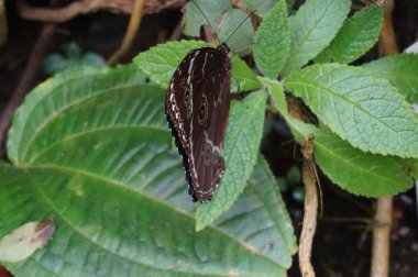 bir yaprak üzerinde renkli kelebek