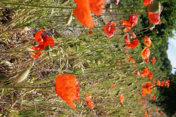 red wolves of poppies as a background or abstract