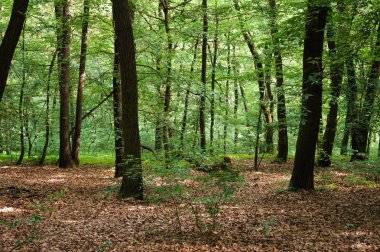 arka plan olarak uygun yeşil Orman yolundaki