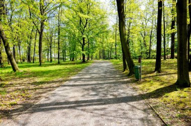 Yeşil orman yolundan