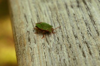küçük yeşil böcek arka plan olarak uygun
