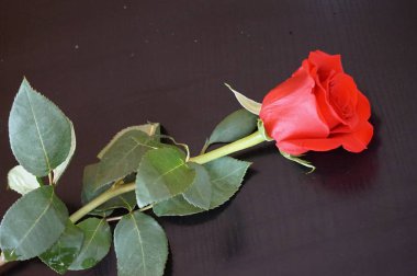 kırmızı gül arka plan olarak uygun