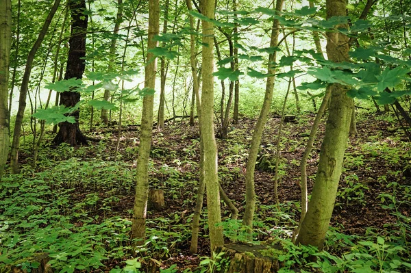 arka plan olarak uygun yeşil Orman yolundaki