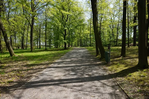 Yeşil orman yolundan