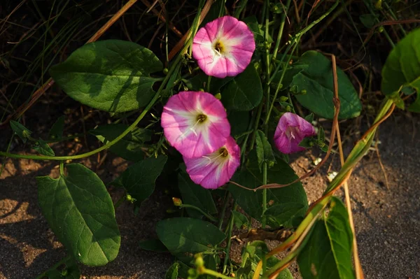 Flores do jardim — Fotografia de Stock