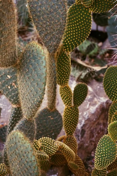 kaktüs bir arka plan olarak