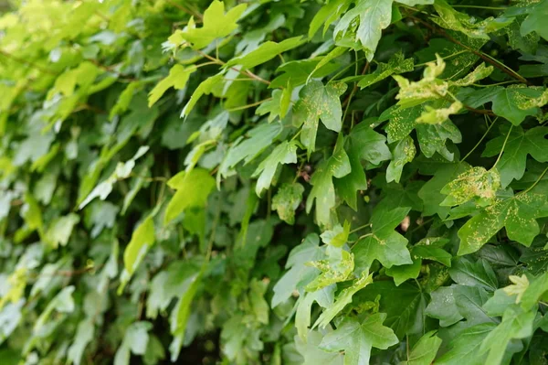 Sfondo astratto da foglie verdi — Foto Stock