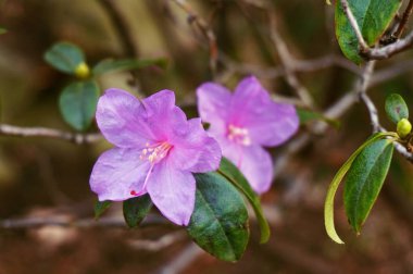 ormangülü çiçek arka plan olarak uygun