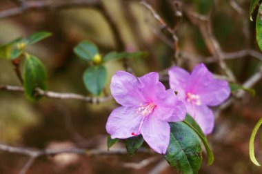 ormangülü çiçek arka plan olarak uygun