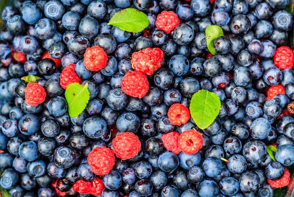 Beautiful Set Juicy Ripe Wild Berries — Stock Photo, Image