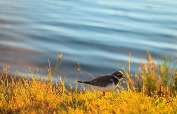 Pequeño Pajarito Orilla Del Lago — Foto de Stock