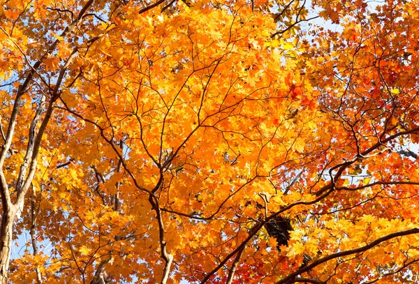 Autumn red maple. Autumn maple leaves background. Red maple tree