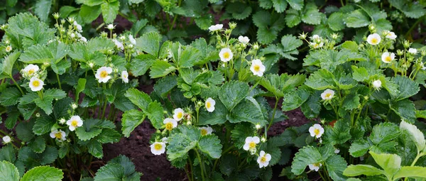 Strawberry plant. Blossoming  of  strawberry.  Stawberry bushes.