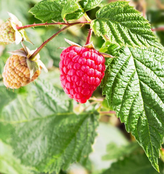 Raspberry plant. Branch of raspberries in a garden.