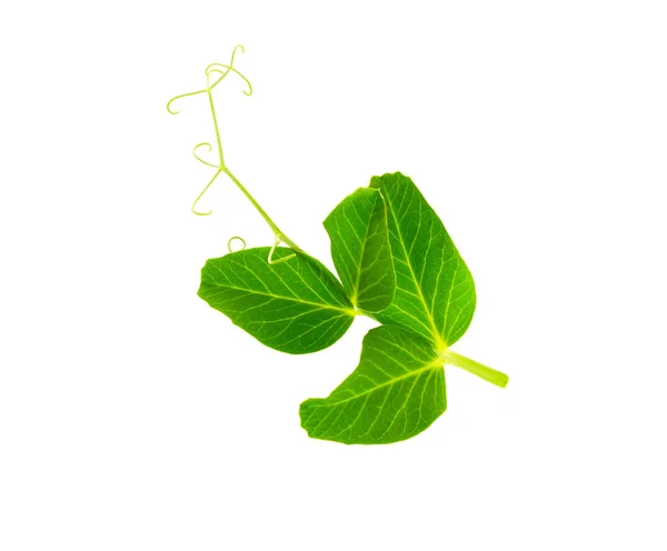 Pea leaf with tendril isolated
