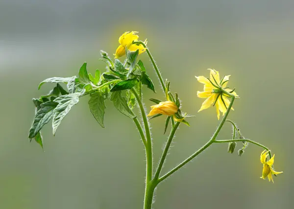 Tomato plant flower and leaf.