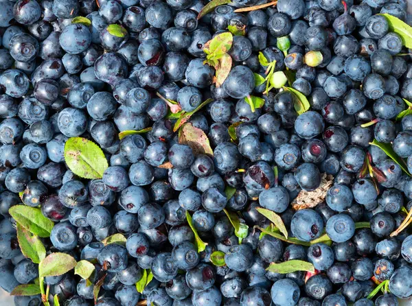 Wild forest blueberry harvest. Fresh blueberries background. Macro texture of blueberry berries. Summer fruit.