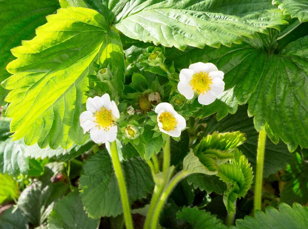 Strawberry plant. Blossoming  of  strawberry.  Wild stawberry bushes.  Strawberries in growth at garden.