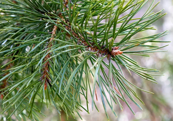 Pine branch. Pine green branches as background or texture.
