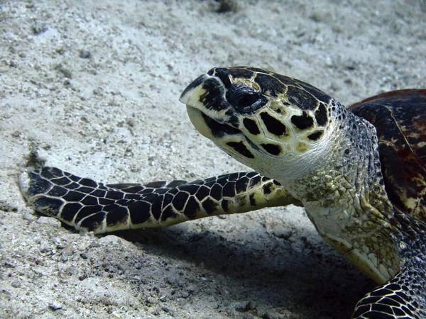 Ястребиная черепаха на морском дне — стоковое фото