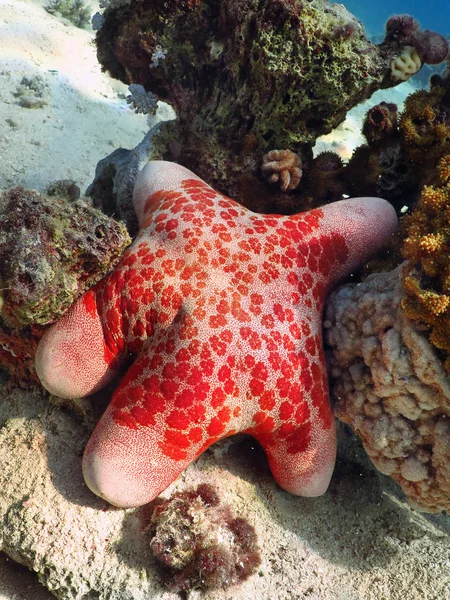 Starfish in Red sea coral reef