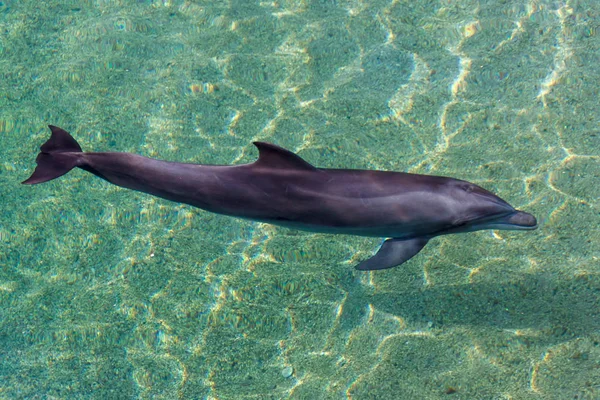 Bottle-nose dolphin is swimming