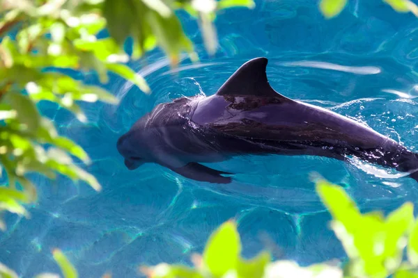 Το ρινοδέλφινο yong είναι το κολύμπι σε Ερυθρά θάλασσα — Φωτογραφία Αρχείου
